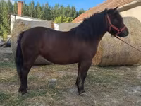 Mare, Horses — photo 1