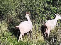 암염소, Saanen goat — 사진 3