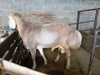 Widder, Rhon sheep — Foto 2