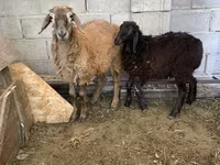 雄羊, Small-tailed Han sheep — 写真 1