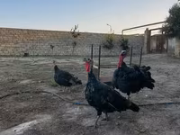 برنزی — عکس 3