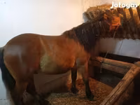 Caballo, Caballos — foto 3