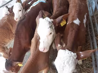 گاو نر, Simmental cattle — عکس 3
