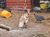 Turkeys — zdjęcie 2