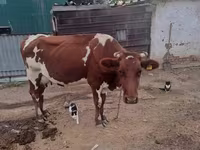 Lo’, Simmental cattle — sawirka 5