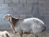 Baran, Arashan sheep — zdjęcie 2