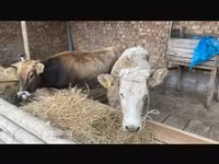 गाय, Swiss cattle — फ़ोटो 2