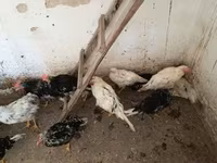 Chickens — 照片 4