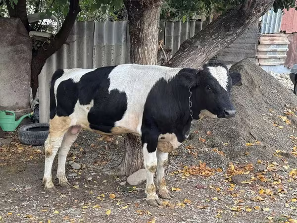گاو نر, Russian Black pied cattle