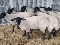 Owca, White Suffolk sheep — zdjęcie 2