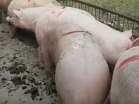 Boar, Pigs — photo 7