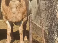 Beran, Arashan sheep — foto 2