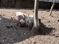 Мэгж, Гахай — 4 зураг
