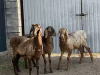 Ovce, Hissar sheep — foto 3