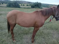 母马, Horses — 照片 3
