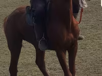 اسب نر, Trakehner — عکس 1