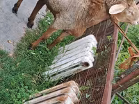 Ovce, Arashan sheep — foto 8