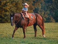 Hingst, Quarter Horse — foto 2