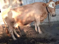 Vacă, Swiss cattle — foto 2