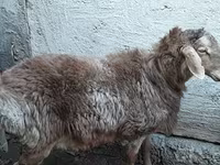 Widder, Rhon sheep — Foto 2