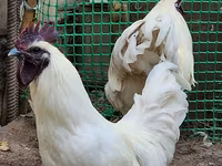 Chickens — foto 2