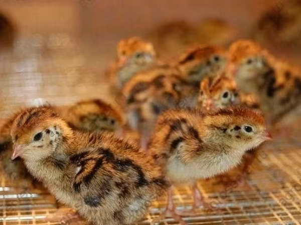 Англис ак