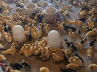 Ducks — foto 6