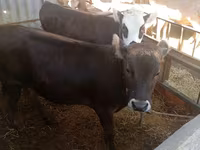 Krowa, Bydło — zdjęcie 3
