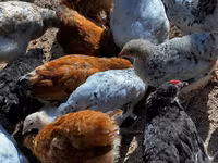 Chickens — عکس 6