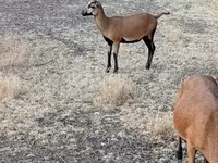 Får, Cameroon sheep — foto 2
