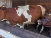 گاو ماده, Simmental cattle — عکس 1