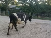 Krava, Swiss cattle — foto 1
