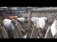 Kısrak, Atlar — foto 1