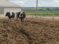 ძროხა, Russian Black pied cattle — ფოტო 6