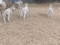 Biri-biri betina, Sheep — foto 3