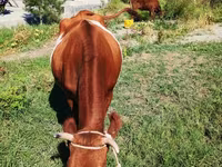 Lembu betina, Cattle — foto 1