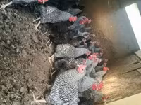 Gallina danese — foto 5