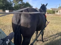 اسب نر, Nonius horse — عکس 3
