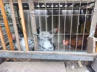 Chickens — sawirka 5