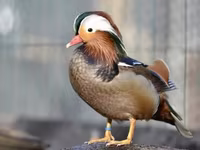 Ducks — sawirka 2