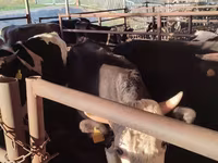 Lembu jantan, Simmental cattle — foto 4