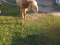 Beran, Arashan sheep — foto 2