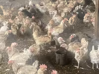 Chickens — sawirka 3