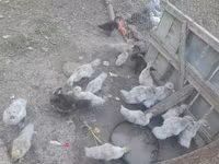 Ducks — ảnh 3