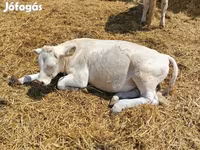 Бик, Charolais cattle — фото 2