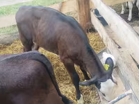 Bull, Cattle — photo 1