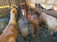Kuda betina, Horse breed — foto 2