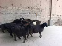 میش, گوسفند — عکس 1