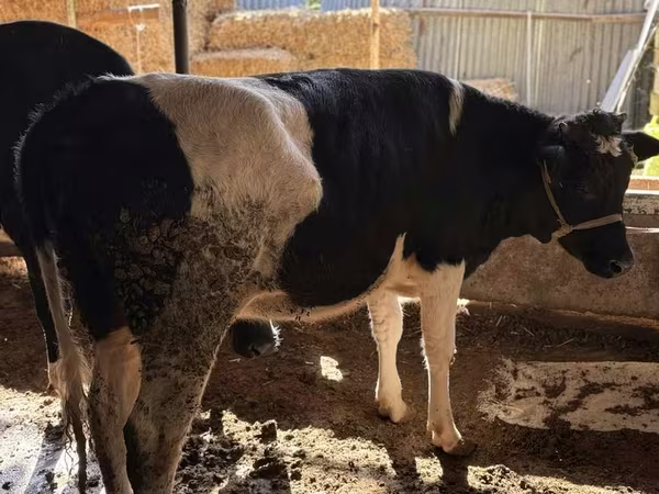 گائے, Russian Black pied cattle