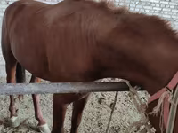 Faras, Horses — sawirka 3